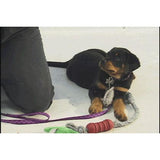 Easy Dog Training & Care (Download)