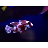 Travel to the Caribbean