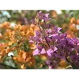 Travel to the Caribbean