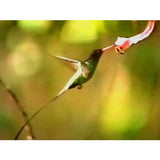 Travel to the Caribbean