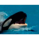 Travel to Florida (Download)