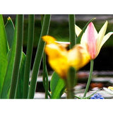 Flower Vistas Ambient Screensavers