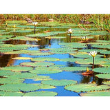 Flower Vistas Ambient Screensavers