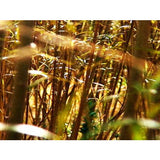 Ultimate Ride - Ambient Screensavers