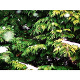 WinterScapes Ambient Screensavers