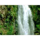 Rainforest Vistas Ambient Screensavers